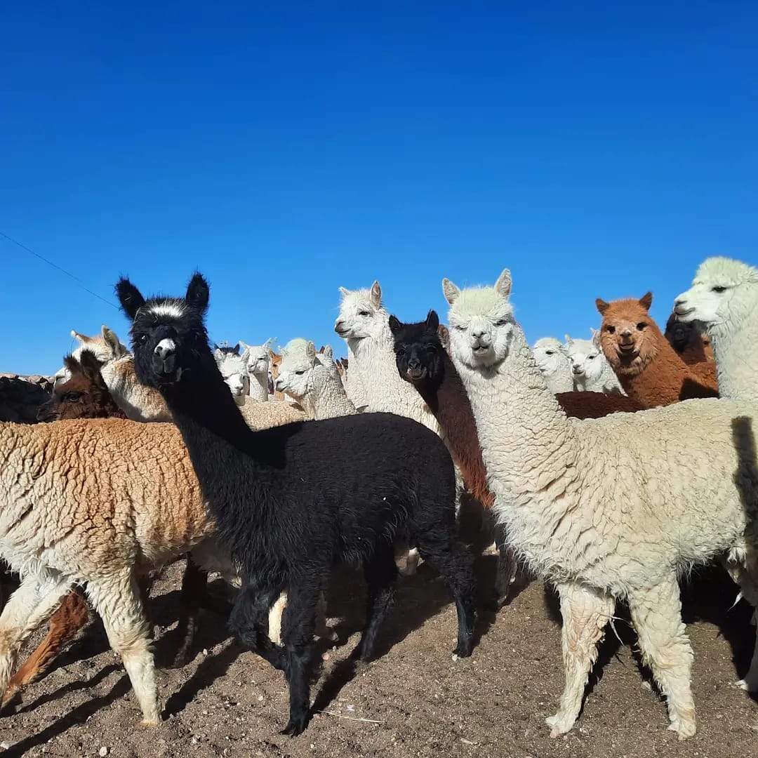 Les alpacas, stars de la région