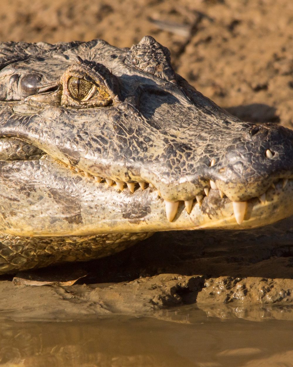 Caïman au repos sur une berge du fleuve Beni, Amazonie bolivienne