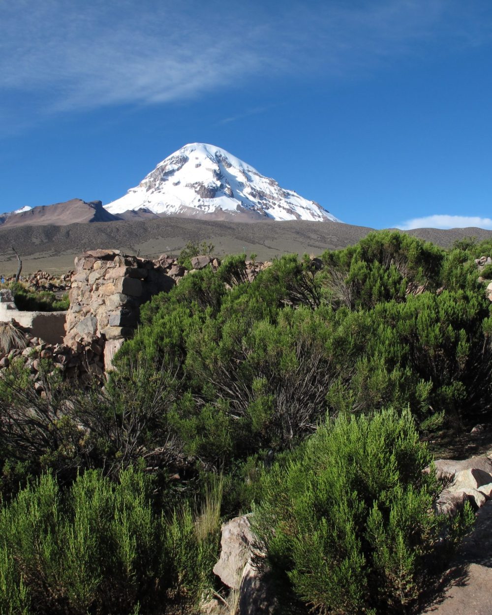 Le Nevado Sajama enneigé surplombant la végétation d'altitude du parc national Sajama